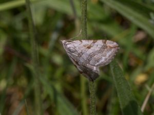 Aplocera efformata - Lesser Treble-bar - Mindre taggmätare