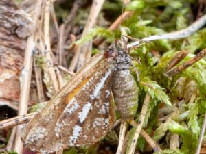 Bupalus piniaria - Bordered White - Tallmätare