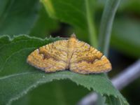 Camptogramma bilineata Grodreservatet, Malmö hamn, Malmö, Skåne, Sweden 20160609_0041