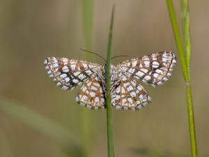 Chiasmia clathrata - Latticed Heath - Rutig buskmätare