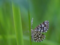 Chiasmia clathrata Bråfors, Norberg, Västmanland, Sweden 20150705_0993