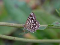 Chiasmia clathrata Munketorp, Borgholm, Öland, Sweden 20180809_0009