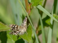 Chiasmia clathrata Tveta vattenverk, Mörbylånga, Öland, Sweden 20150606_0046