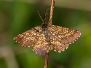 Ematurga atomaria - Common Heath - Allmän ängsmätare