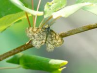 Ematurga atomaria Stintorp, Söderköping, Östergötland, Sweden 20190608B_0074