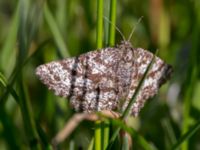 Ematurga atomaria Vombs vattenverk, Lund, Skåne, Sweden 20150511_0114