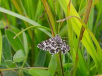 Epirrhoe tristata Kungsmarken, Lund, Skåne, Sweden 20170717_0107