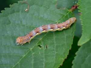 Erannis defoliaria - Mottled Umber - Lindmätare