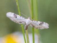 Eupithecia centaureata Borgeby reningsverk, Lomma, Skåne, Sweden 20240622_0019