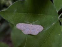 Idaea seriata Banvallen Handikappbadet, Ribersborg, Malmö, Skåne, Sweden 20220627_IMG_7585