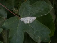 Idaea seriata Banvallen, Ribersborg, Malmö, Skåne, Sweden 20210627_IMG_6160