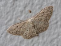 Idaea seriata Hus 93 C, Potatisåkern, Malmö, Skåne, Sweden 20190906_0007