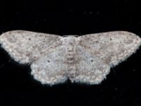 Idaea seriata Ingång 93 C, Potatrisåkern, Malmö, Skåne, Sweden 20230731_0005