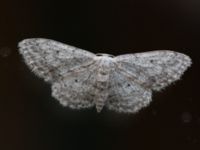 Idaea seriata Potatisåkern, Malmö, Skåne, Sweden 20170926_0003