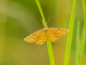 Idaea serpentata - Ochraceous Wave - Brun lövmätare