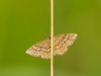 Idaea serpentata Lyngsjön, Kristianstad, Skåne, Sweden 20170719_0082