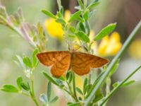 Idaea serpentata Lyngsjön, Kristianstad, Skåne, Sweden 20170719_0098