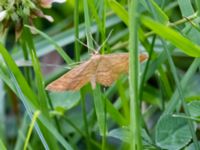 Idaea serpentata St Pauli mellersta kyrkogård, Malmö, Skåne, Sweden 20230716_0219