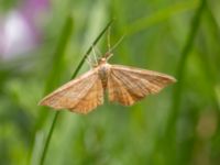 Idaea serpentata St Pauli södra kyrkogård, Malmö, Skåne, Sweden 20230721_0129