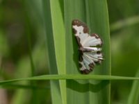 Lomaspilis marginata Fjärilsvägen, Grinduga, Gävle, Gästrikland, Sweden 20150705_0432