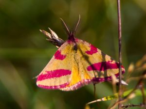 Lythria cruentaria - Purple-barred Yellow - Allmän purpurmätare