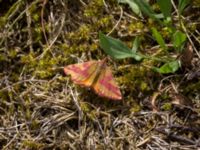 Lythria cruentaria Dagshög, Båstad, Skåne, Sweden 20170709_0091