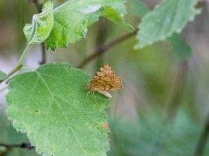 Macaria brunneata - Rannoch Looper - Ockragul buskmätare