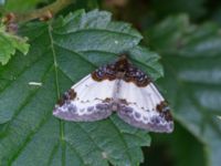 Mesoleuca albicillata Övedsgården, Sjöbo, Skåne, Sweden 20160714_0120