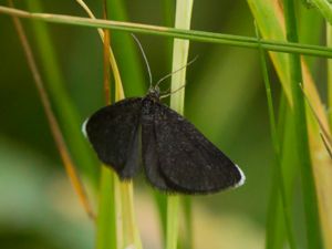 Odezia atrata - Chimney Sweeper - Sotmätare