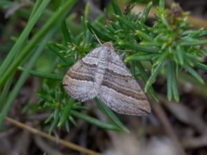 Phibalapteryx virgata - Oblique Striped - Mellanmätare