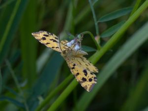 Pseudopanthera macularia - Speckled Yellow - Pantermätare