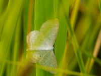 Scopula immutata Lyngsjön, Kristianstad, Skåne, Sweden 20170719_0018