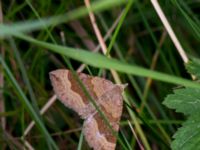 Scotopteryx chenopodiata Lernacken, Malmö, Skåne, Sweden 20150815_0015