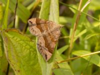 Scotopteryx chenopodiata Lertagsdammen, Klagshamns udde, Malmö, Skåne, Sweden 20220730_0033