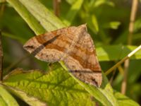 Scotopteryx chenopodiata Lertagsdammen, Klagshamns udde, Malmö, Skåne, Sweden 20220730_0036