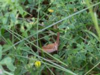 Scotopteryx chenopodiata Lyngsjön, Kristianstad, Skåne, Sweden 20170719_0100