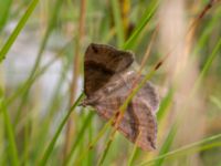 Scotopteryx chenopodiata Lyngsjön, Kristianstad, Skåne, Sweden 20170719_0132