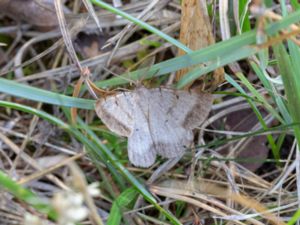 Selidosema brunnearia - Bordered Grey - Hedmätare