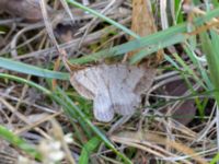 Selidosema brunnearia Långalvaret, Borgholm, Öland 20180809_0116