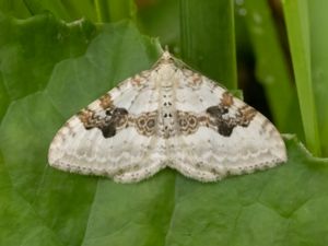 Xanthorhoe montanata - Silver-ground Carpet - Backfältmätare