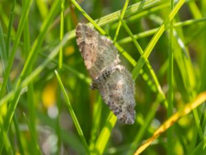 Xanthorhoe spadicearia - Brunröd fältmätare