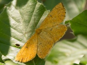 Angerona prunaria - Orange Mot - Plommonvecklare