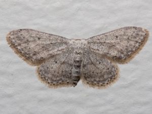 Idaea seriata - Small Dusty Wave - Rislövmätare