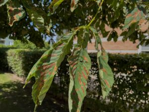 Cameraria ohridella - Kastanjemal