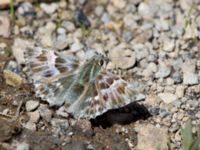 Carcharodus orientalis Nemrut Dagi, Turkey 20120704 499