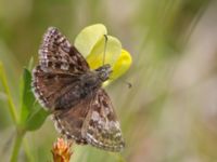 Erynnis tages Gunnarstorp, Mörbylångar, Öland, Sweden 20150606_0090