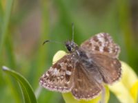 Erynnis tages Gunnarstorp, Mörbylångar, Öland, Sweden 20150606_0096