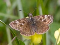 Erynnis tages Gunnarstorp, Mörbylångar, Öland, Sweden 20150606_0098