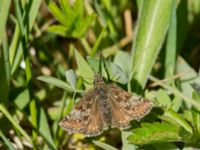 Erynnis tages Lenstad, Mörbylånga, Öland, Sweden 20170526_0391