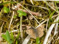 Erynnis tages Tveta reningsverk, Mörbylånga, Öland, Sweden 20170525_0429